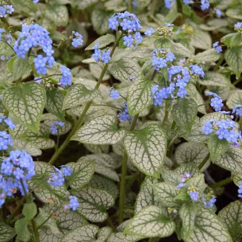 Brunnera macrophylla 'Jack Frost'PBR ---